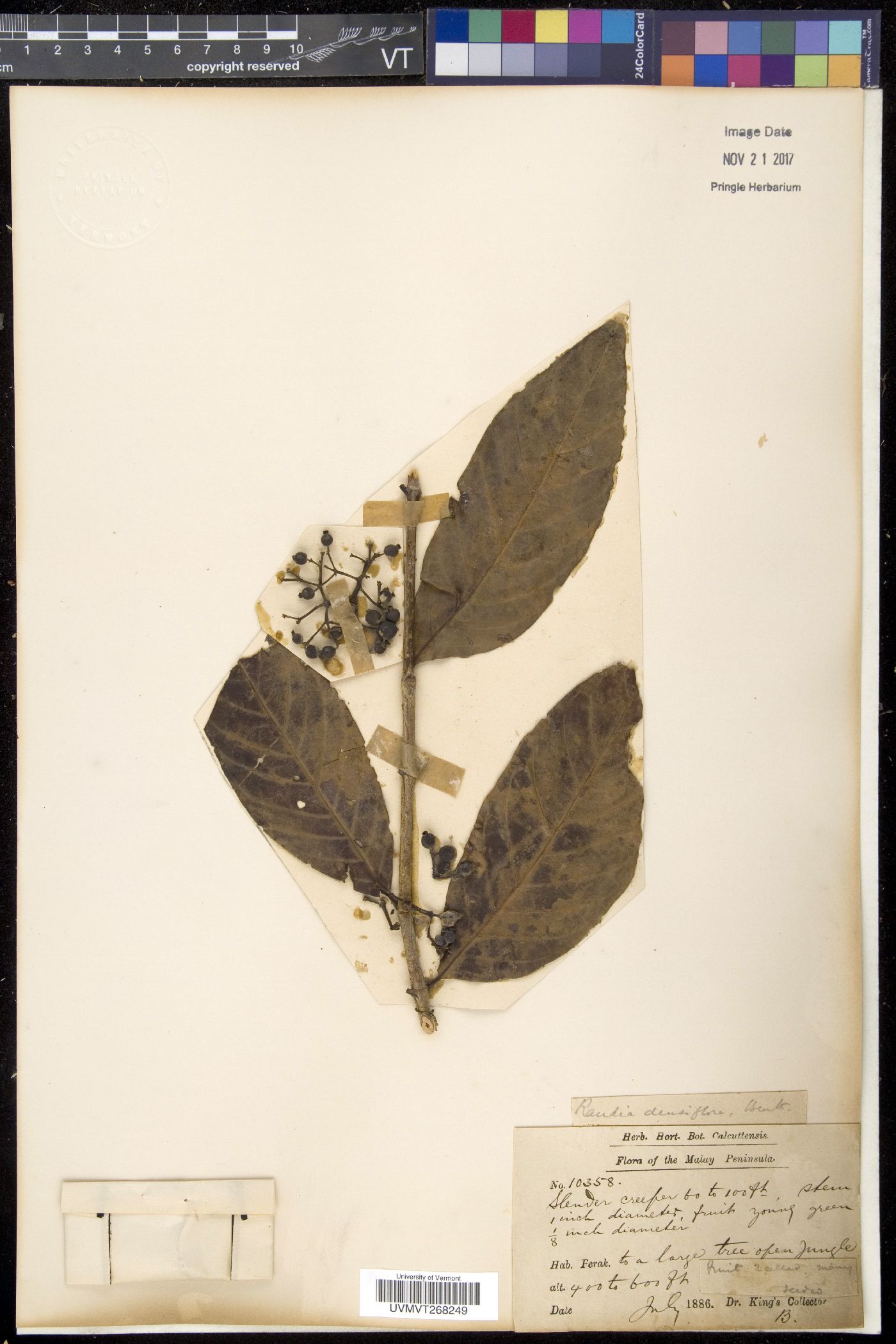 Randia densiflora image
