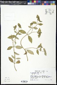 Richardia brasiliensis image