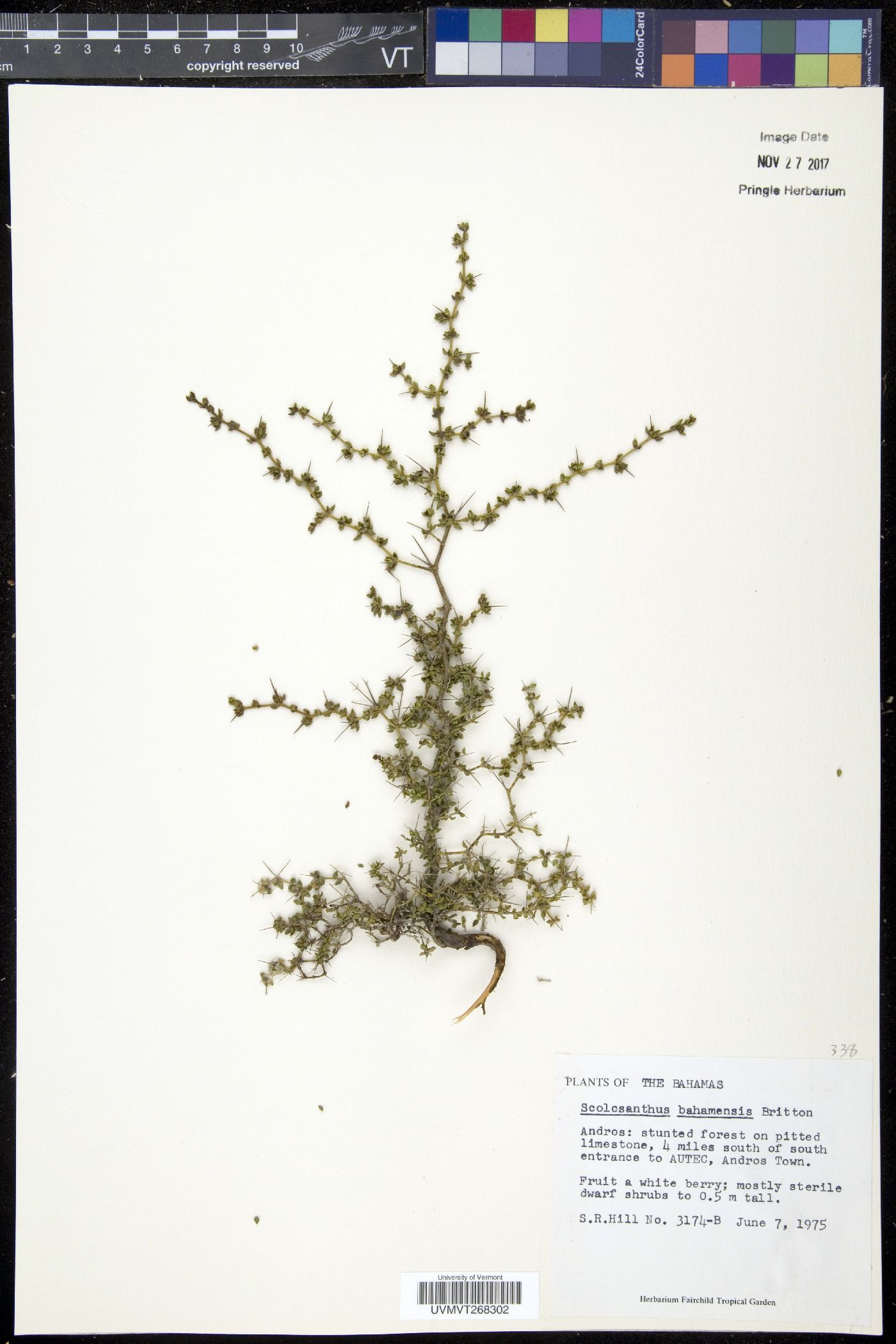 Scolosanthus image