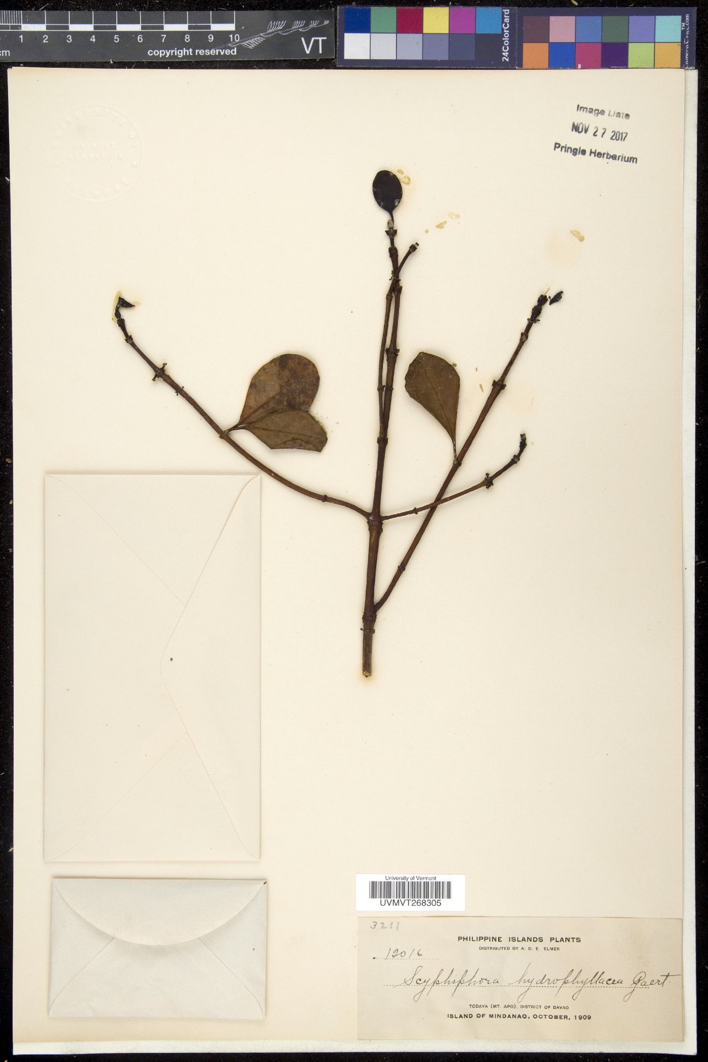 Scyphiphora hydrophyllacea image