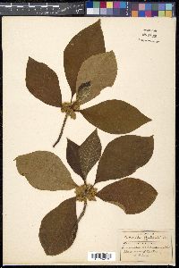 Image Associated With the Occurence