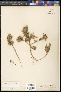 Spermacoce stachydea image