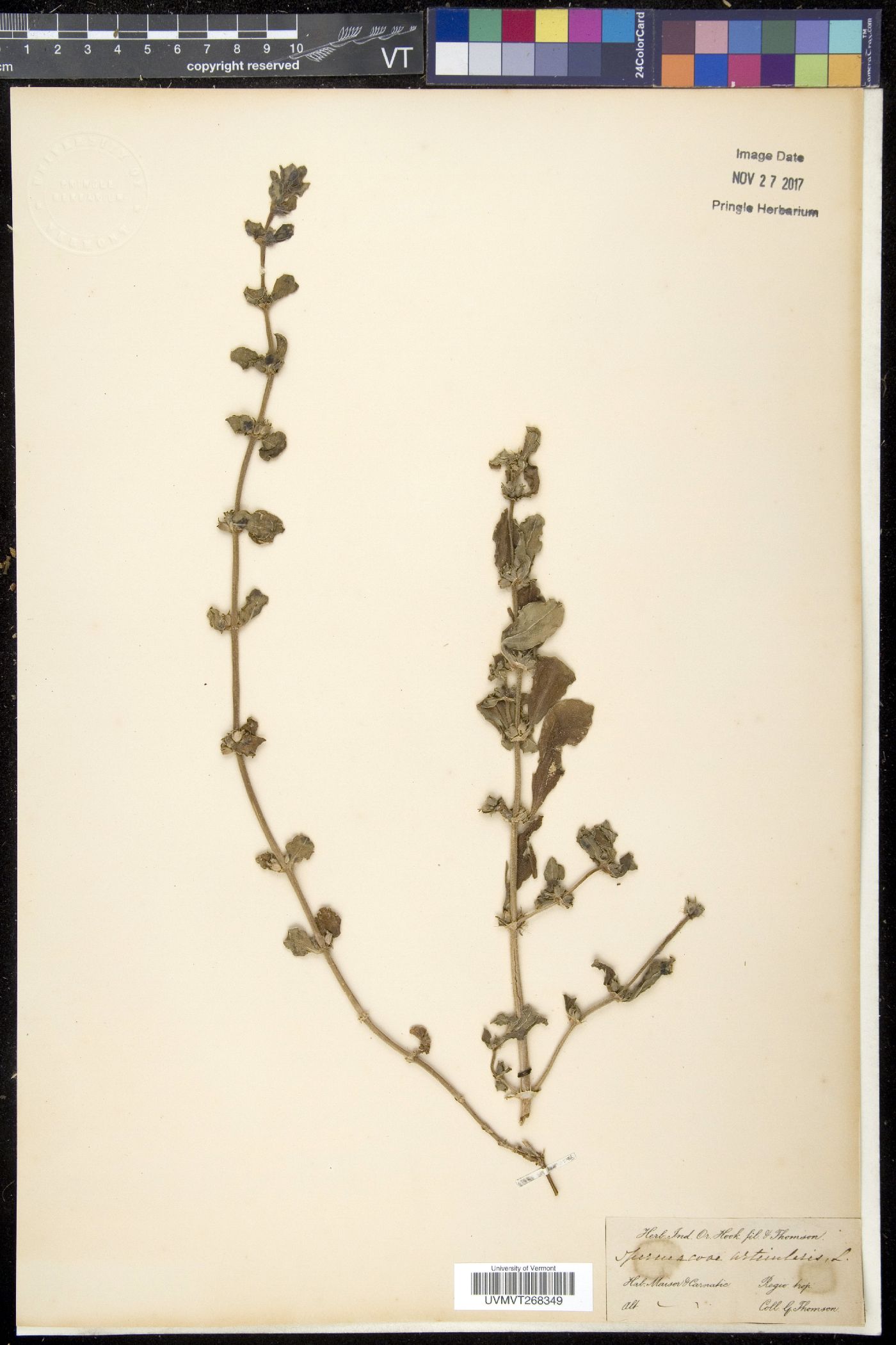 Spermacoce articularis image