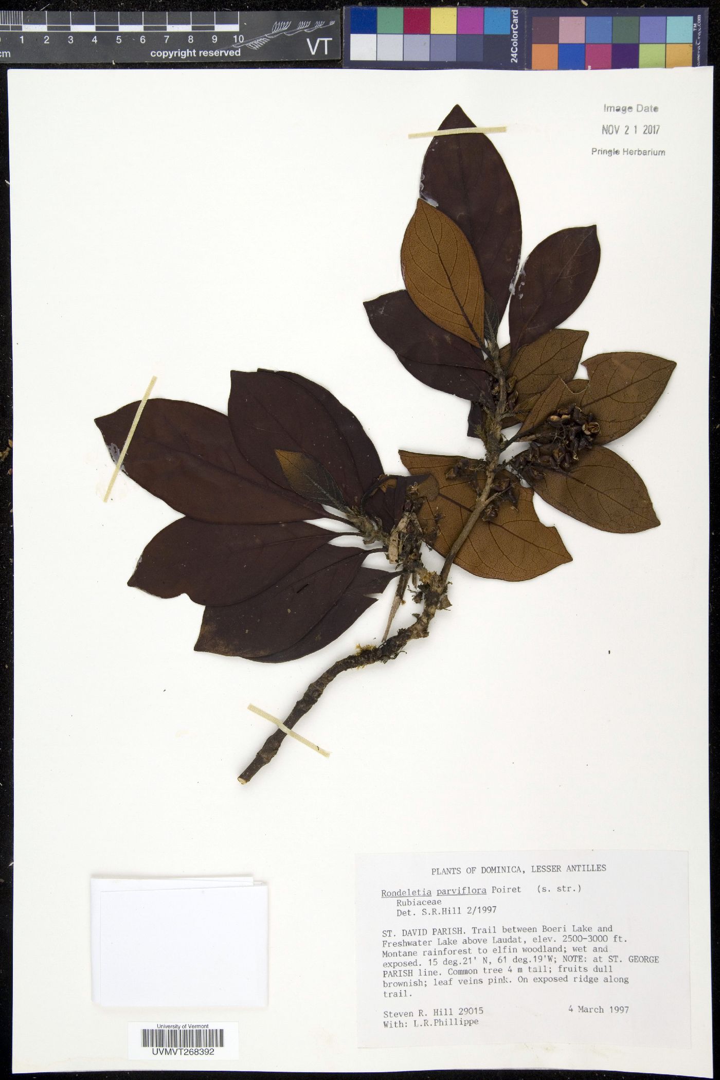 Rondeletia parviflora image