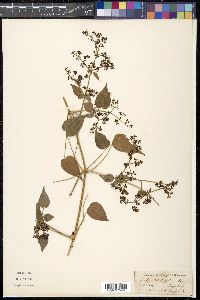 Rubia cordifolia image