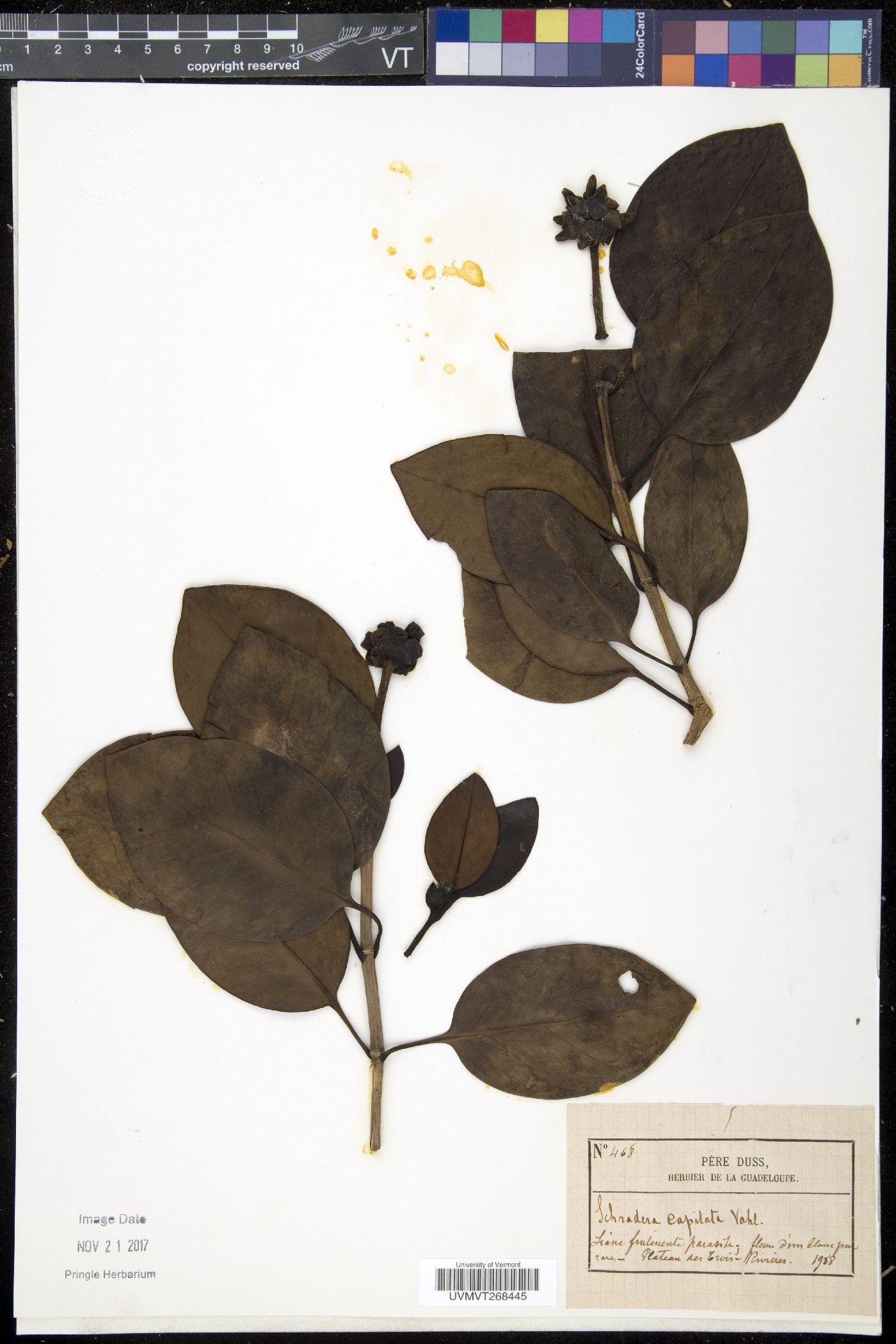Schradera image