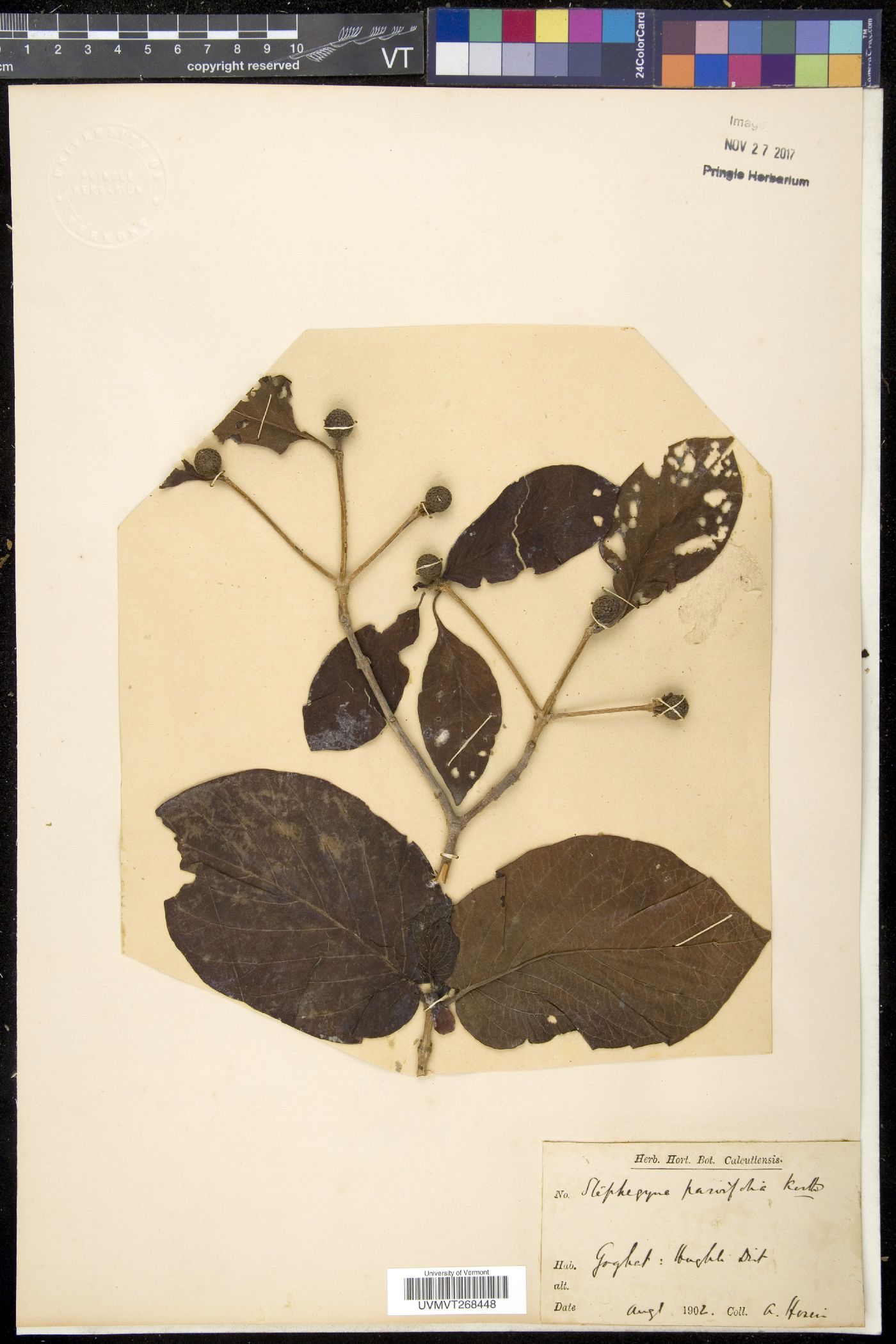 Stephegyne parvifolia image