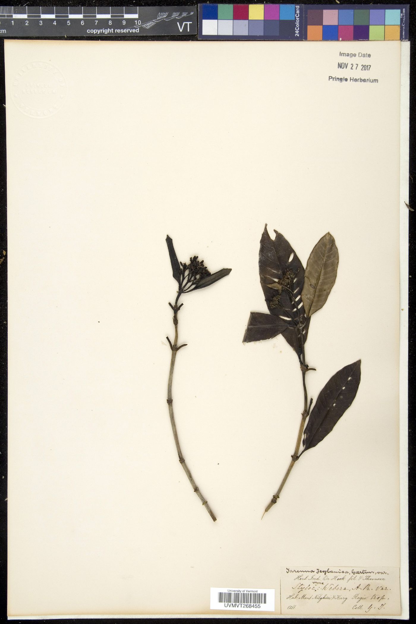 Tarenna asiatica image