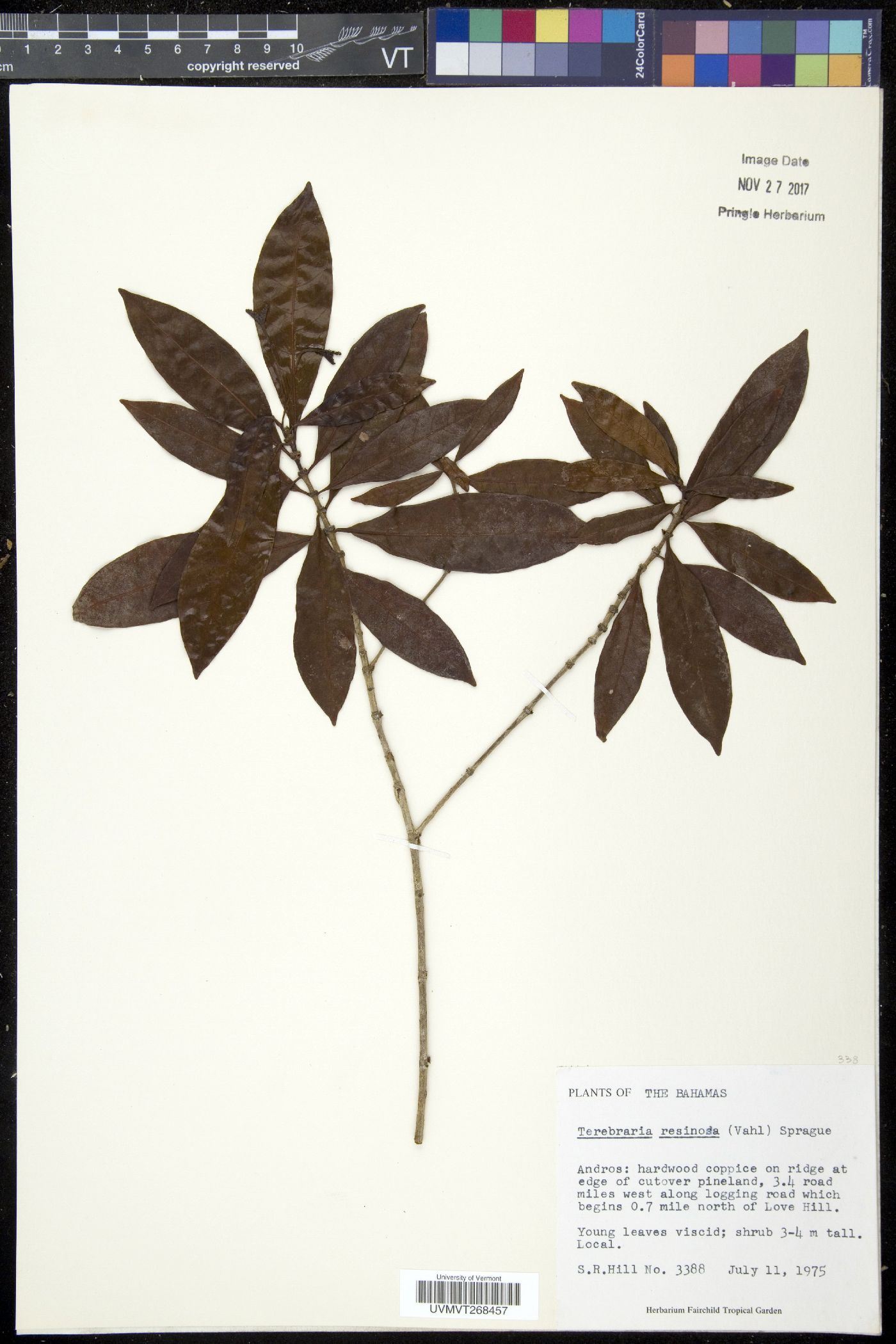 Terebraria resinosa image