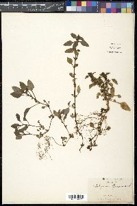 Image Associated With the Occurence