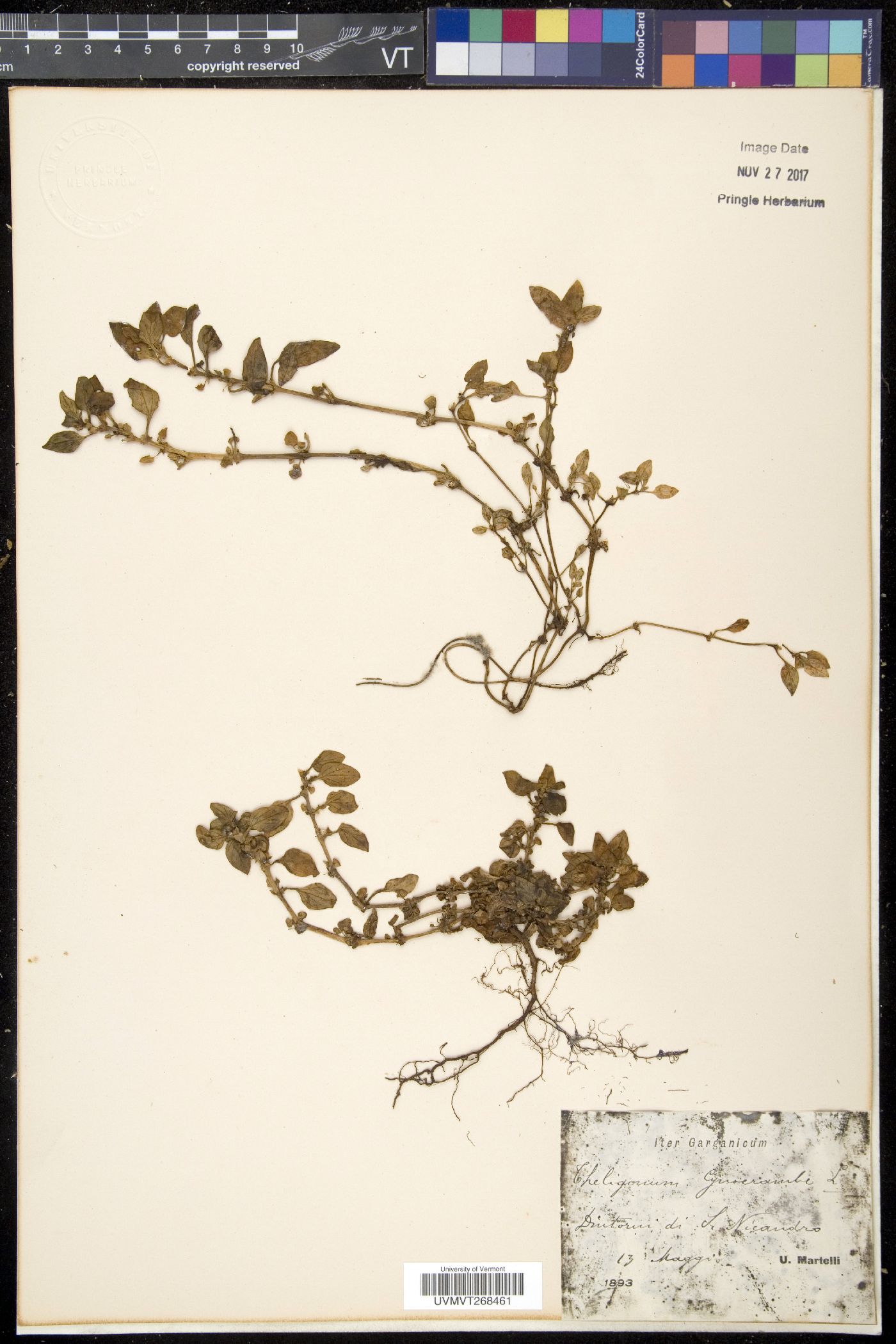 Theligonum image