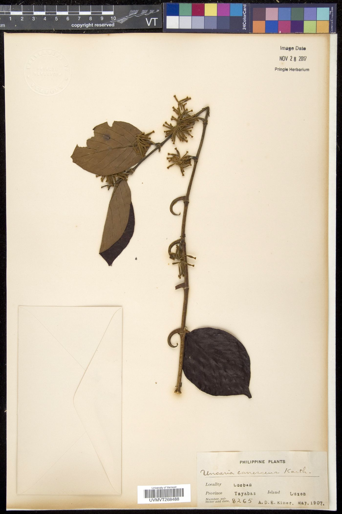 Uncaria canescens image