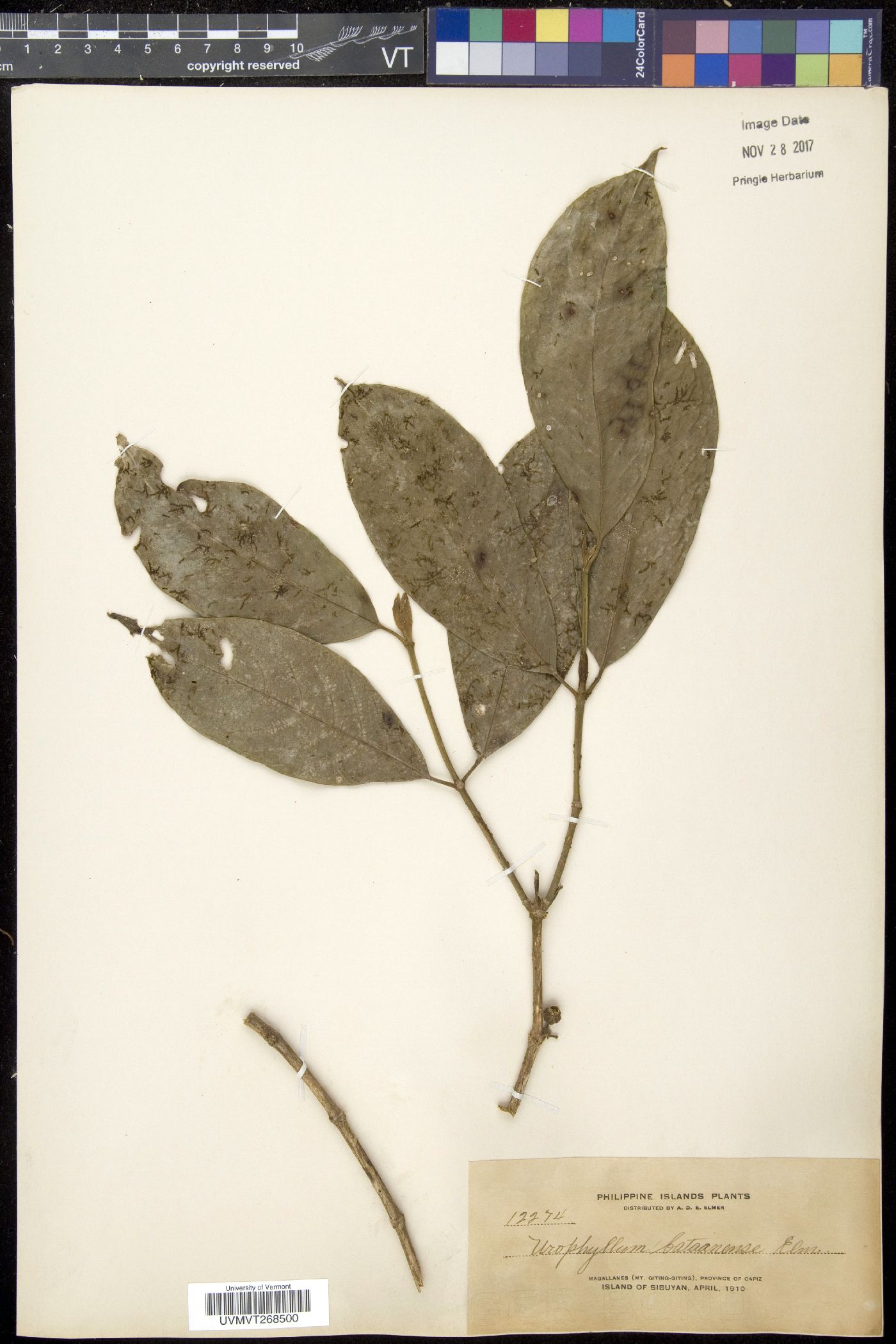 Urophyllum bataanense image