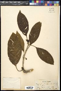 Antherostele banahaensis image
