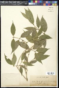 Praravinia lucbanensis image