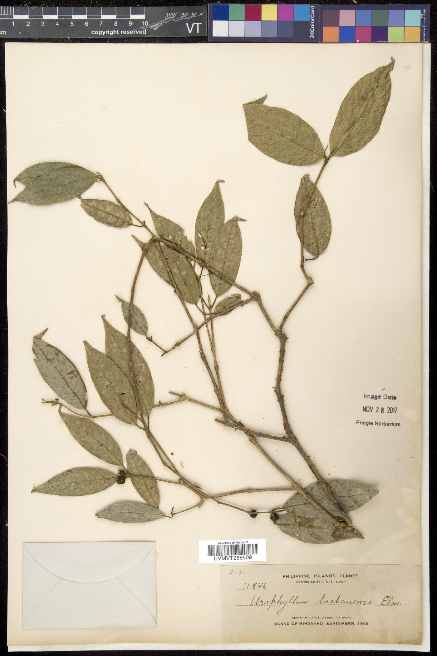 Praravinia lucbanensis image