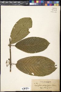 Image of Urophyllum platyphyllum