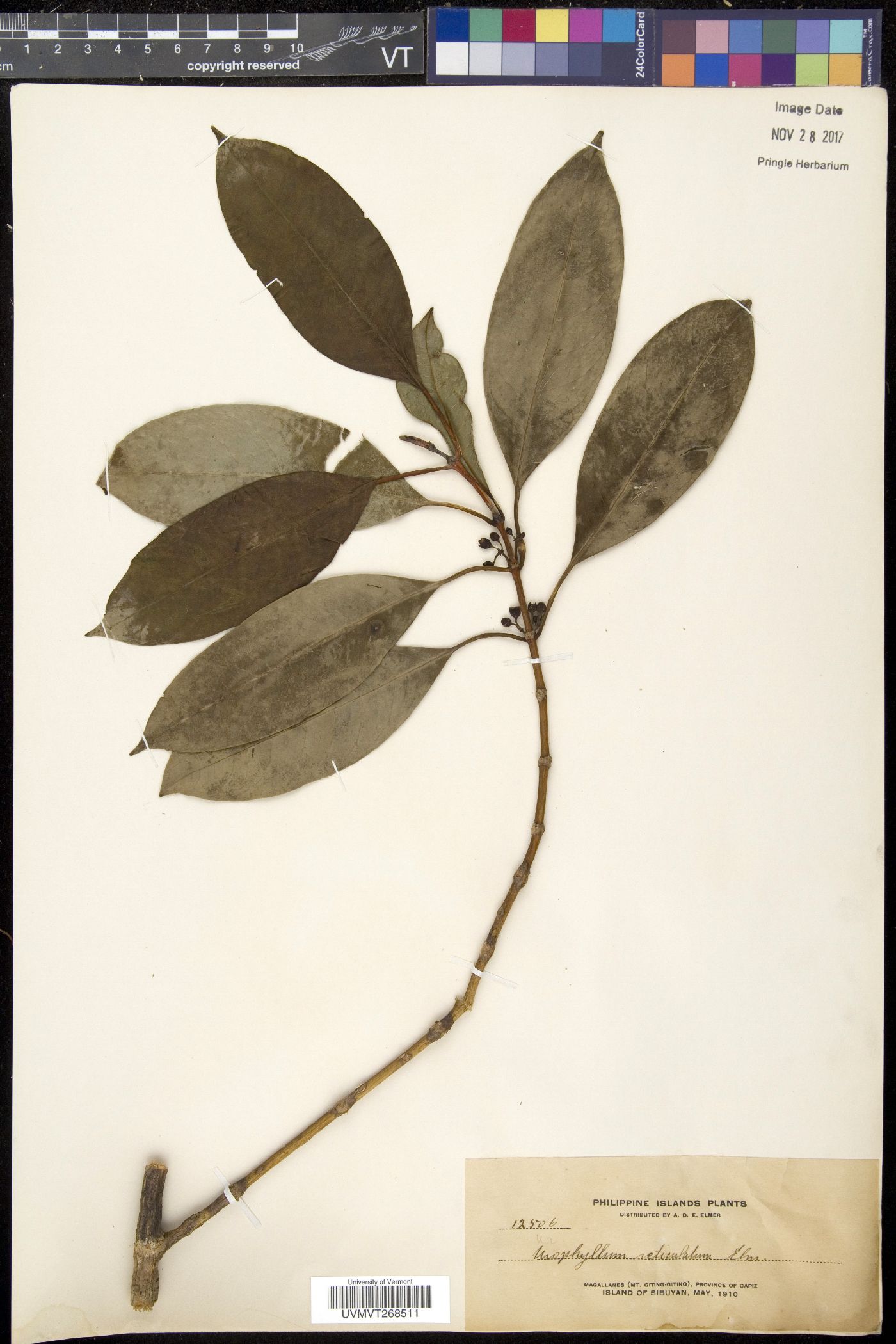 Urophyllum reticulatum image