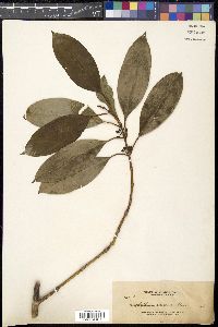 Image of Urophyllum reticulatum