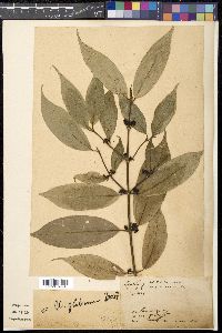 Urophyllum arboreum image