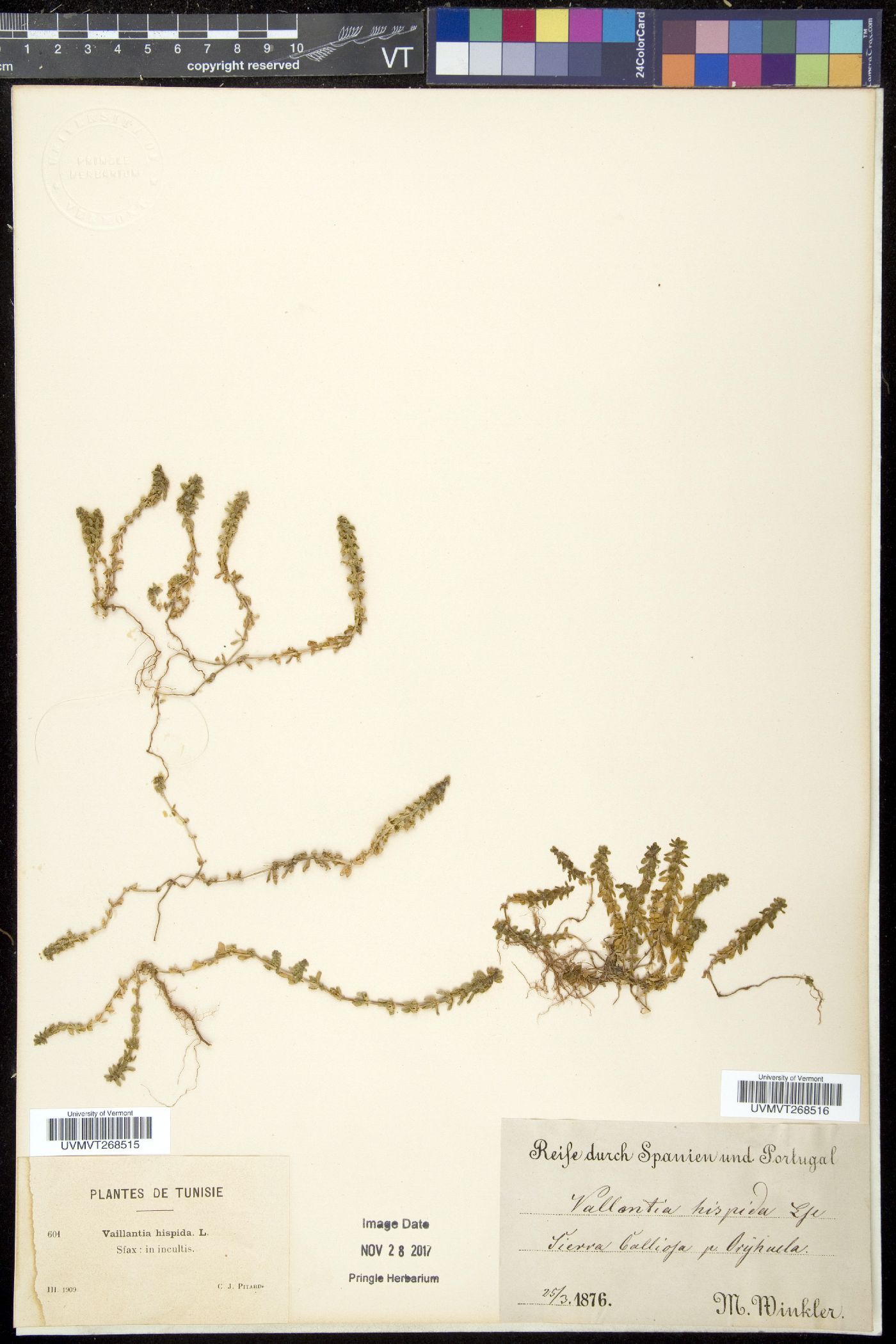 Vaillantia image