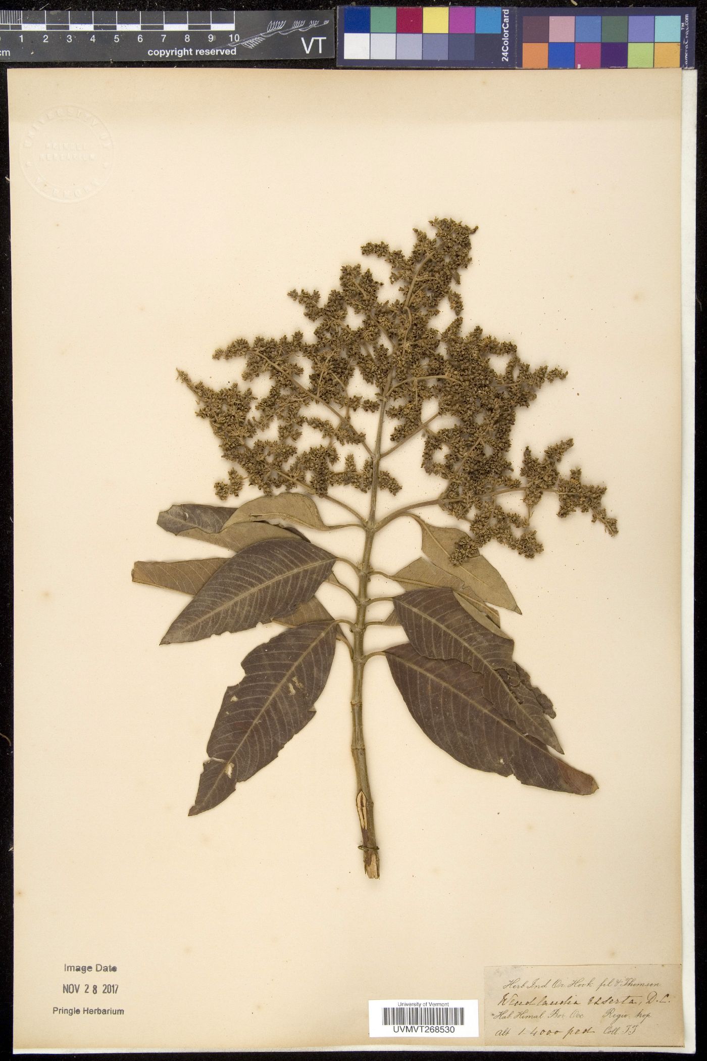 Wendlandia exserta image