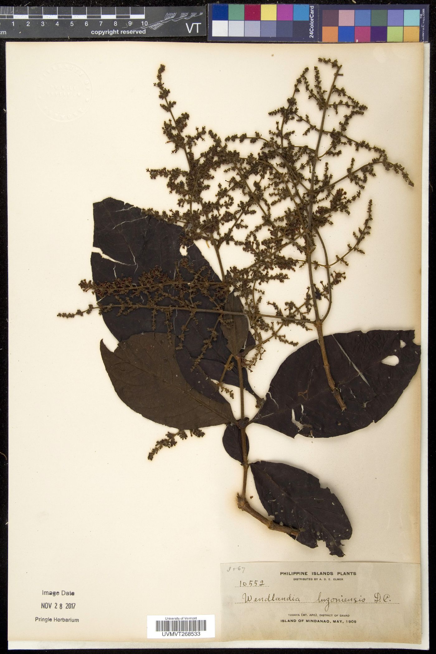 Wendlandia luzoniensis image