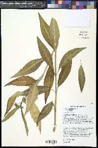 Asclepias perennis image