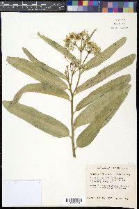 Asclepias viridis image