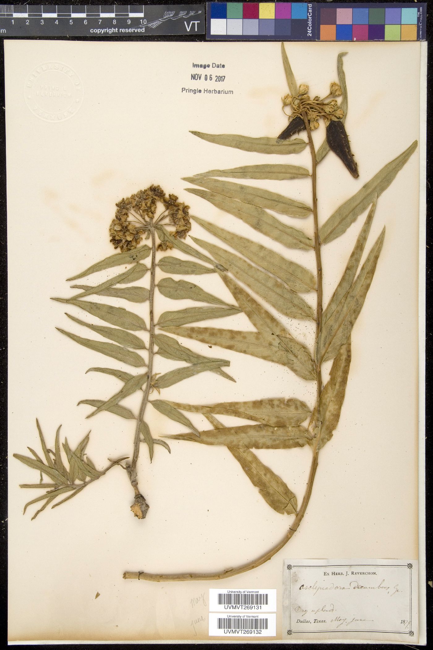 Asclepiodora decumbens image