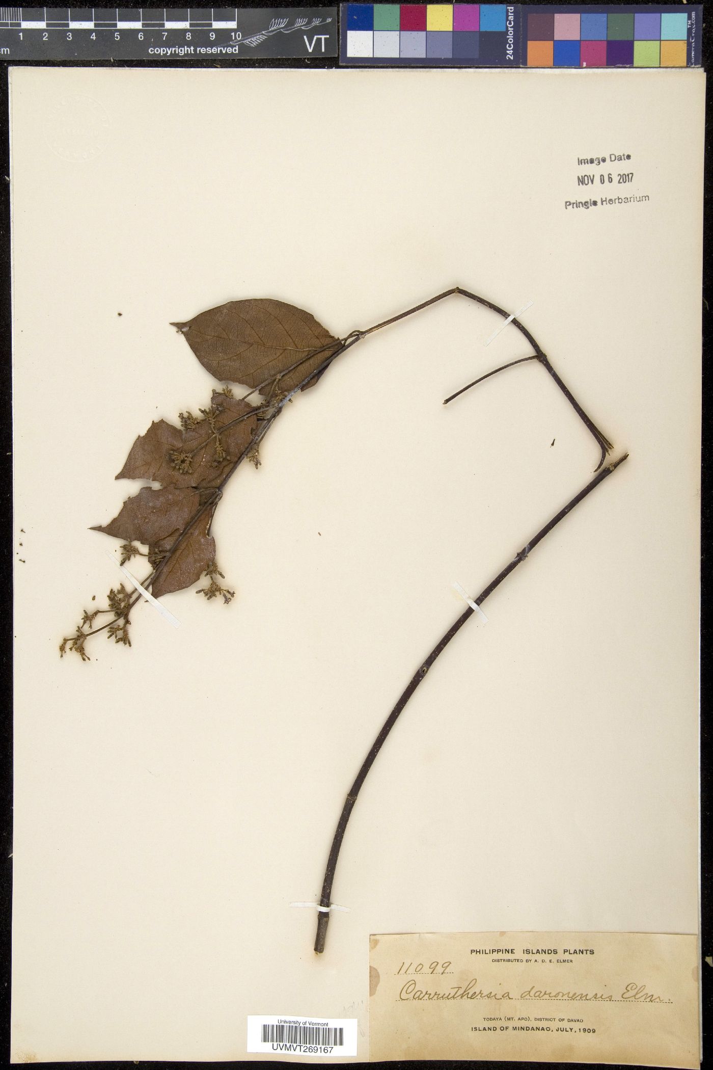 Ichnocarpus image