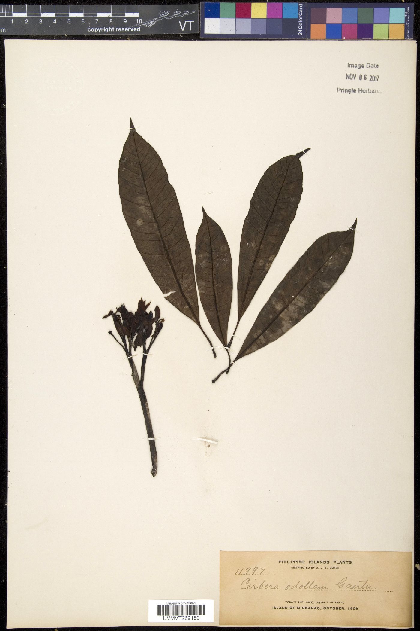 Cerbera odollam image