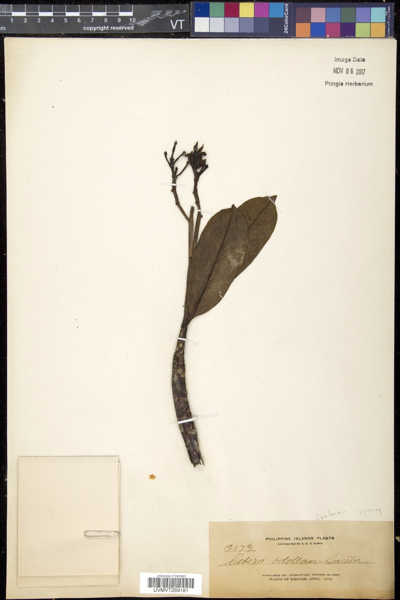 Cerbera image