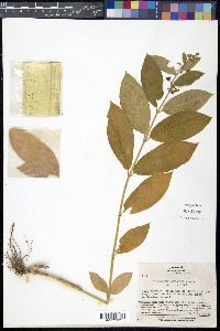 Cynanchum atratum image