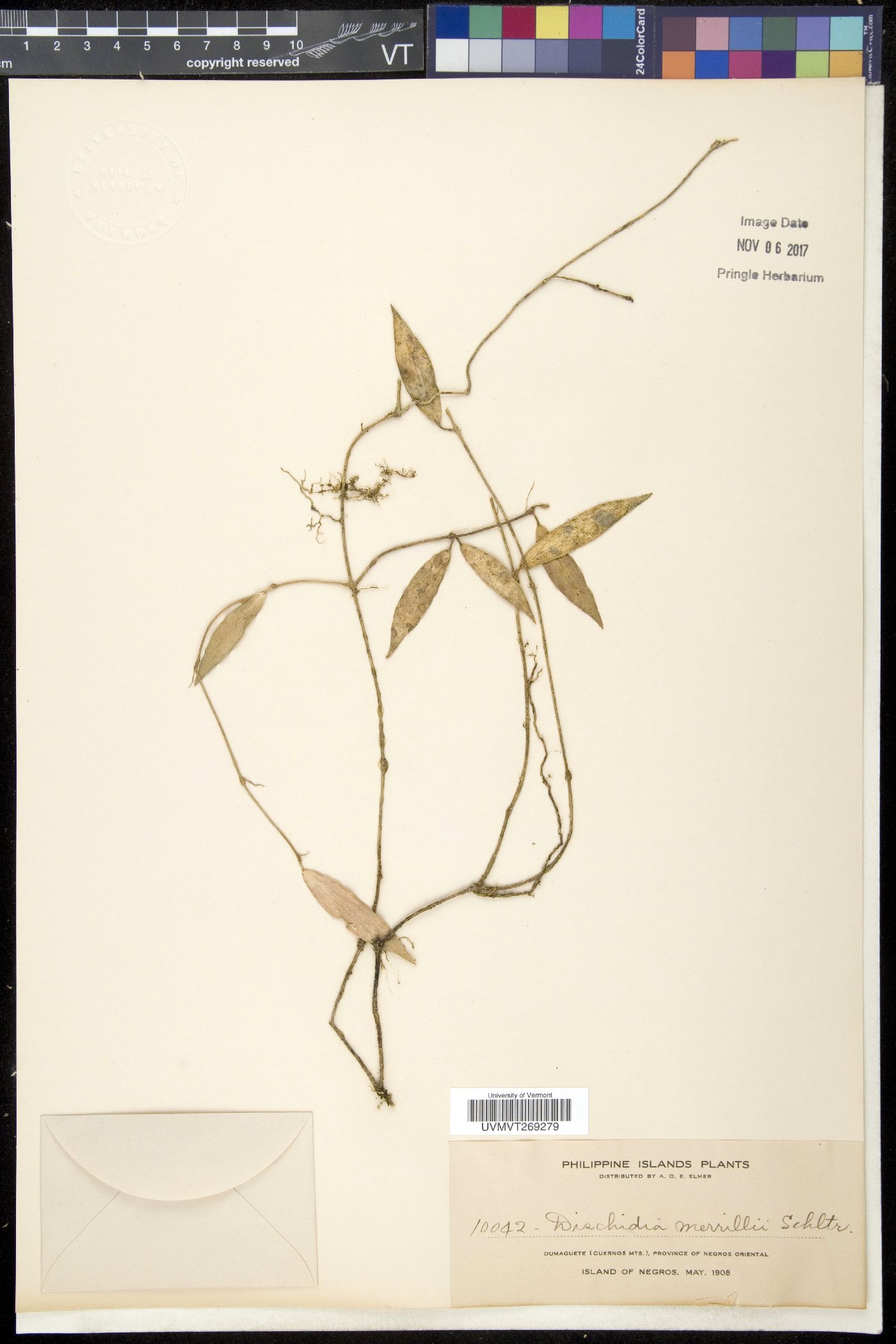 Dischidia merrillii image