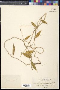 Dischidia merrillii image
