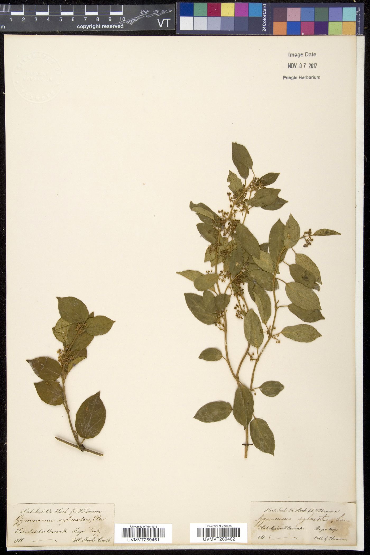 Gymnema image