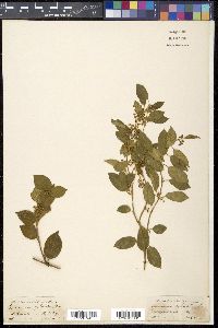 Gymnema sylvestre image