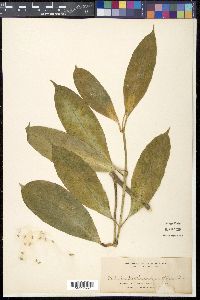 Hoya multiflora image