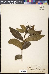 Image of Kopsia longiflora