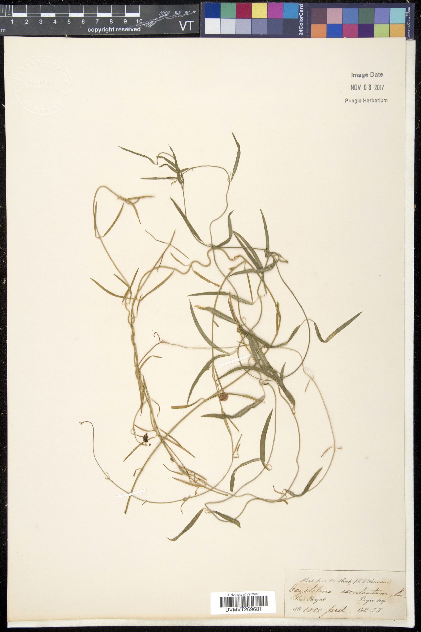 Oxystelma esculentum image