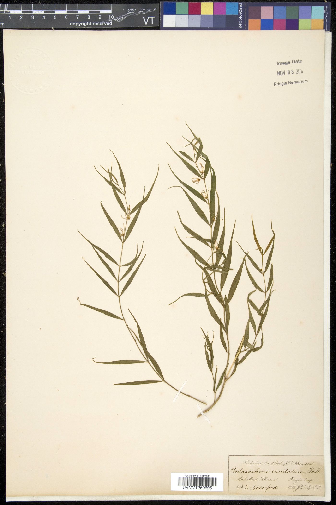 Pentasacme caudatum image