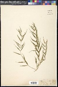 Pentasacme caudatum image