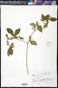 Rauvolfia viridis image