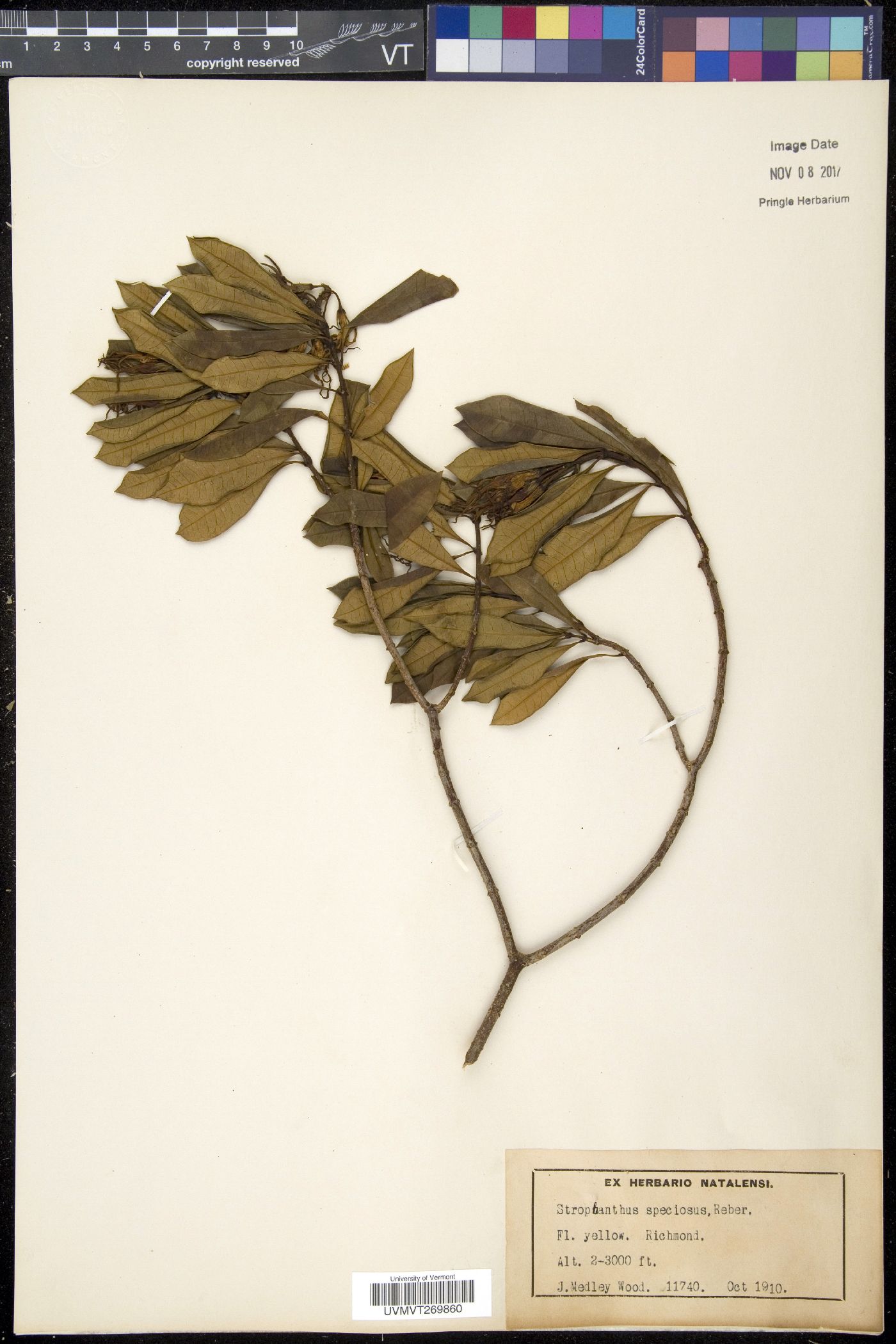 Strophanthus image