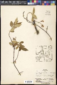 Trachelospermum asiaticum image