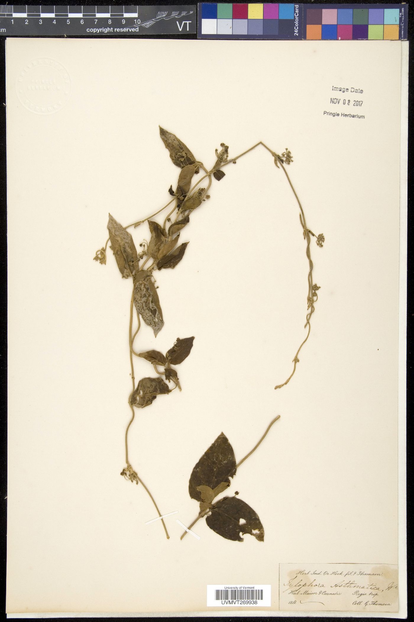Vincetoxicum indicum image