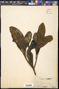 Image Associated With the Occurence