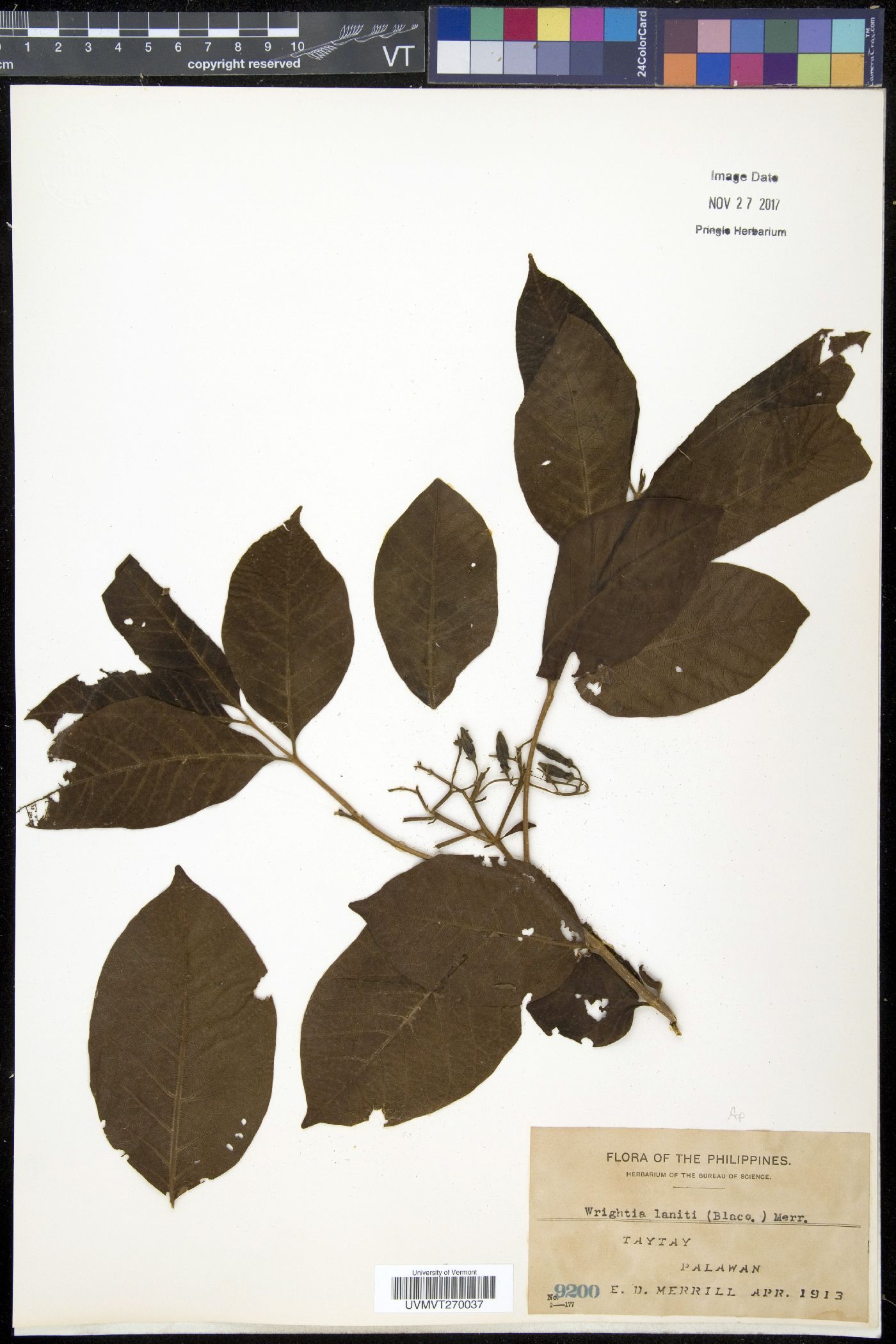 Wrightia pubescens subsp. lanitii image