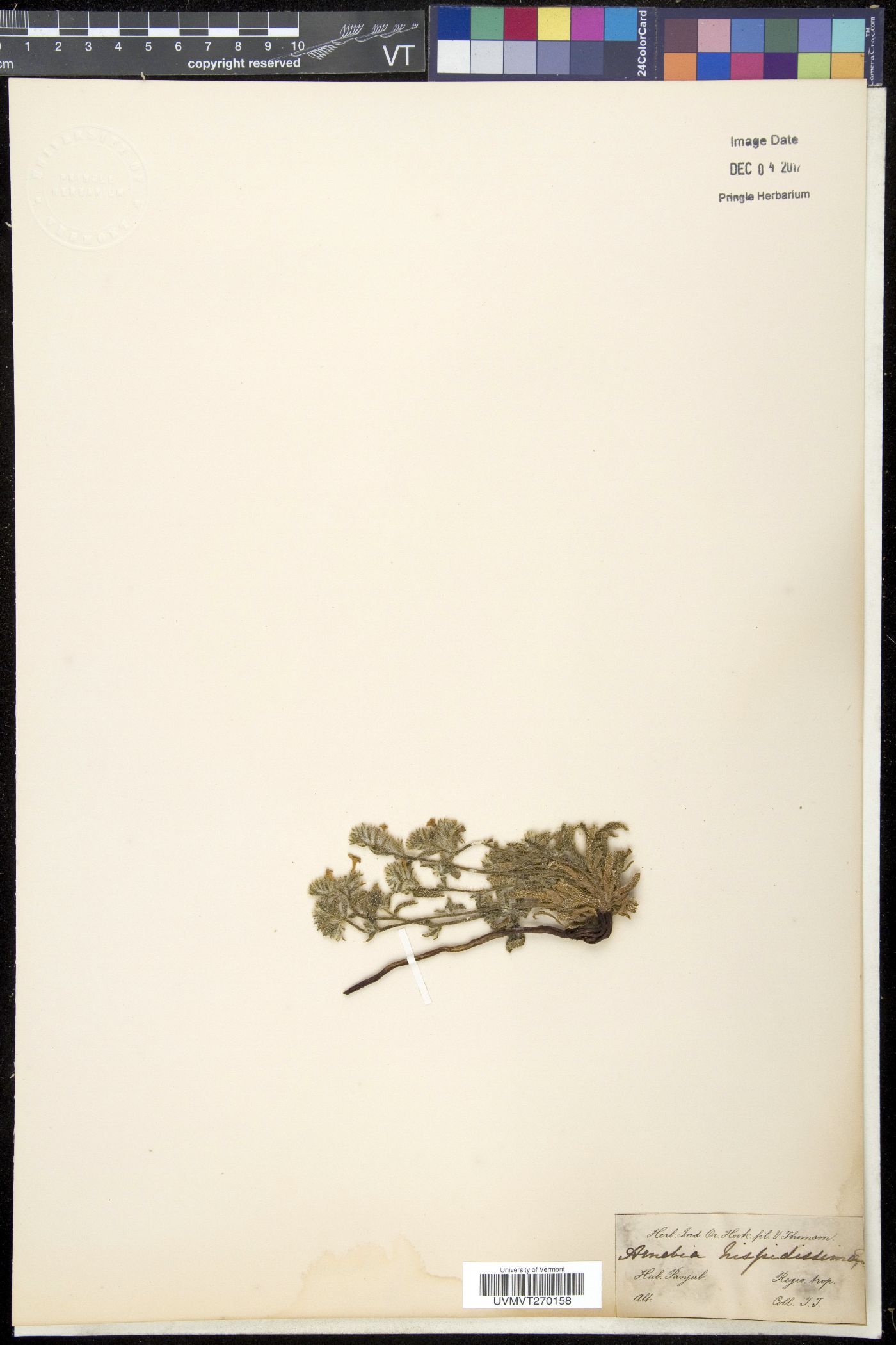 Arnebia hispidissima image
